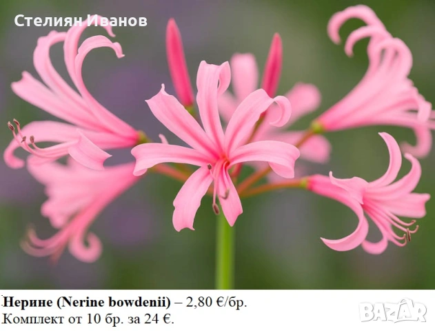 Нерине (Nerine bowdenii) – луковици, снимка 2 - Сортови семена и луковици - 53656376