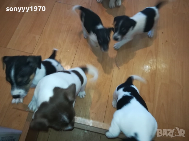 ДЖАКОВЕ-БЕБЕТА Х 250ЛВ ЗА БРОЙ 2109251816, снимка 7 - Джак ръсел териер - 51788209