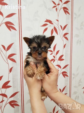 Йоркширски териер йорки, снимка 5 - Йоркширски териер - 40139965