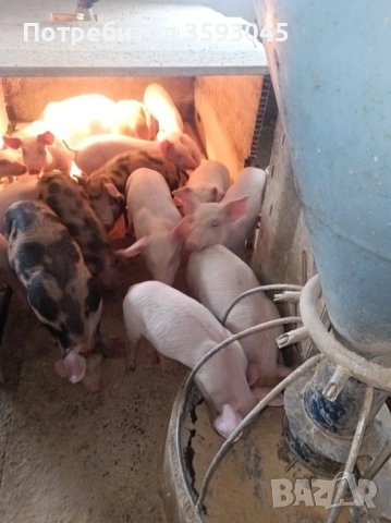 Продавам малки отбити прасета , снимка 4 - Прасета - 53005009