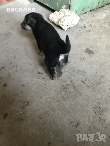 немска овчарка, снимка 6 - Немска овчарка - 53832464