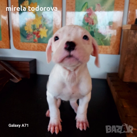 Дого Аржентино , снимка 4 - Дого аржентино - 52413341