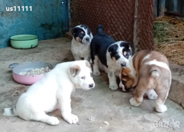  Алабай за разплод , снимка 5 - Средноазиатска овчарка - 52428002