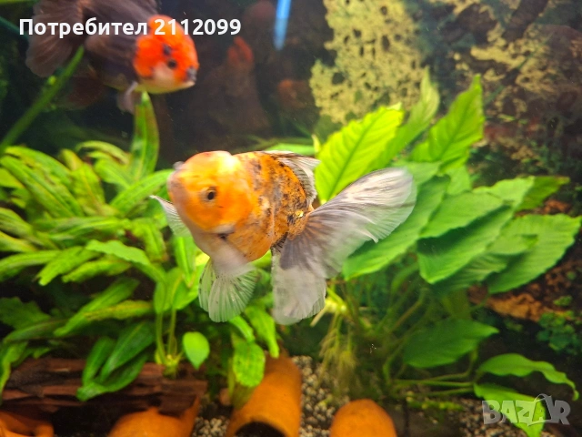 Оранди 10-12см, снимка 2 - Рибки - 53610046