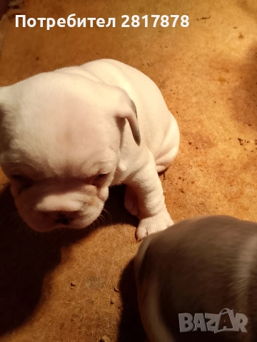 френски булдочета , снимка 4 - Френски булдог - 53274369