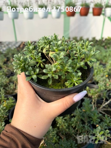 💞🍀🌸 Аубриета / Aubrieta, снимка 2 - Градински цветя и растения - 53641063