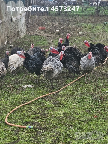 пуики и петли за клане, снимка 2 - Кокошки и пуйки - 52772298