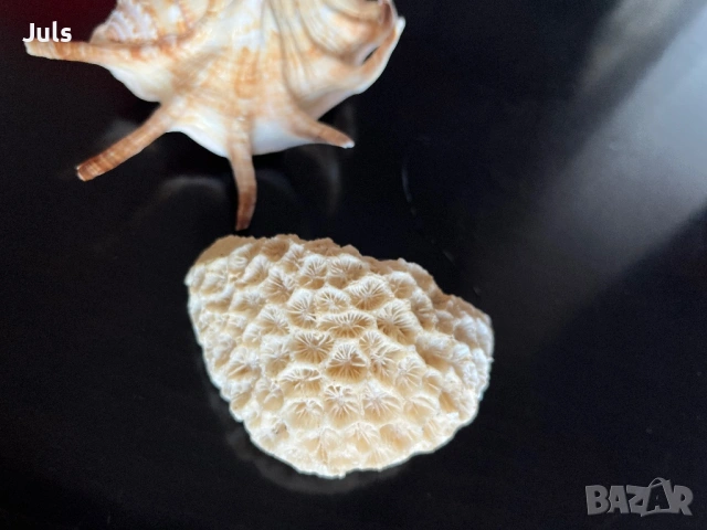 Сувенири морска ръковина, снимка 3 - Декорация за дома - 53566031