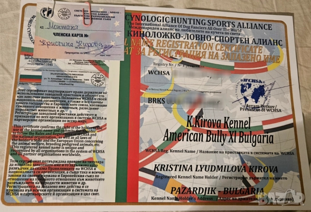 Американско були хл American bully XL, снимка 6 - Други - 51978331