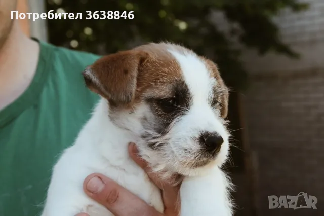 Джак ръсел твърдокосмест, снимка 2 - Джак ръсел териер - 50378311