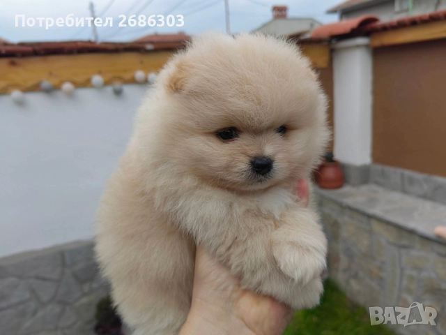 Пумеранчета , снимка 5 - Померан - 52869070