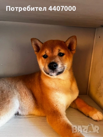 Куче Шиба Ину, снимка 3 - Шиба ину - 53136369
