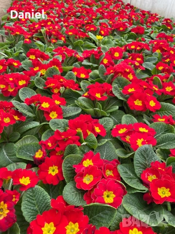 Иглика, снимка 6 - Градински цветя и растения - 53354409