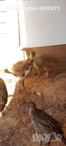  Фазани , снимка 10 - други­ - 49542295