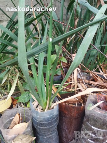 Вкоренени растения студоустойчива Юка на 1-3 год., снимка 7 - Градински цветя и растения - 38750889