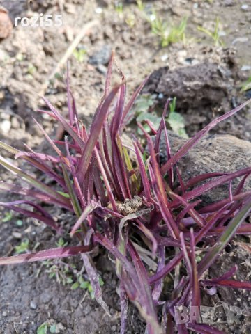 Градински цветя., снимка 2 - Градински цветя и растения - 40231126