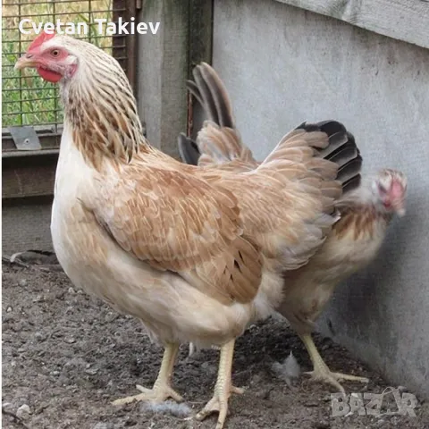 Яйца от Загорска Сьомга , снимка 3 - Кокошки и пуйки - 49225848