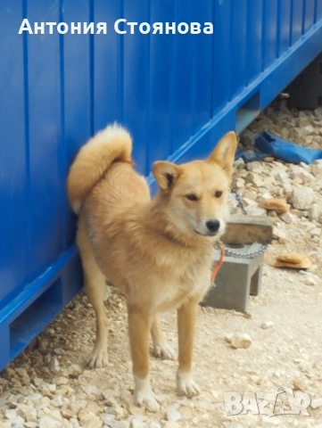 Ловджийско куче -Сибирска лайка , снимка 3 - Други - 53654553