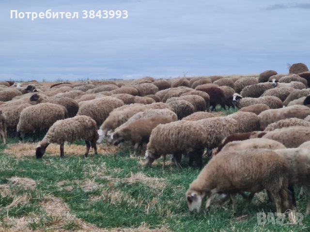 Продавам 300 овце под селекция , снимка 2 - Овце - 42224213