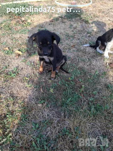 Adopt a puppy.4 кученца бяха изхвърлени !търсим осиновители, снимка 10 - Изгубени/намерени - 56137494