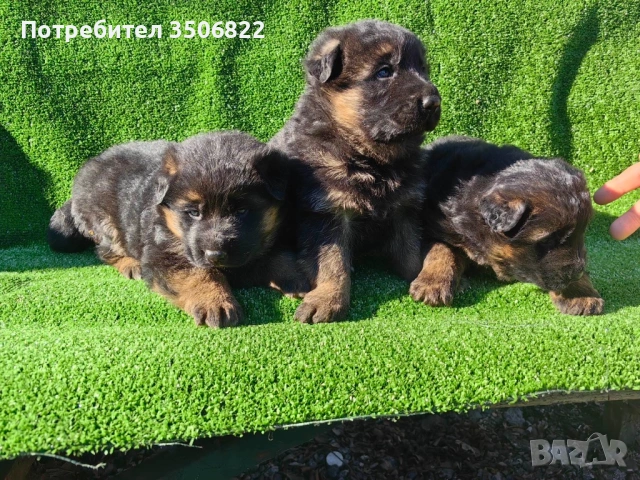 Немски овчарки, снимка 7 - Немска овчарка - 51082246