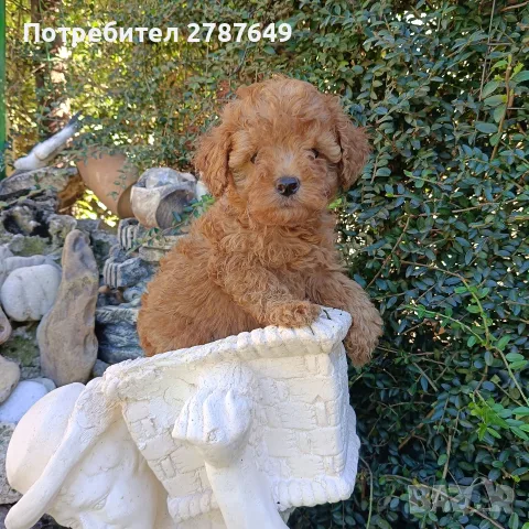 Той пудел момиче., снимка 3 - Пудели - 55974244