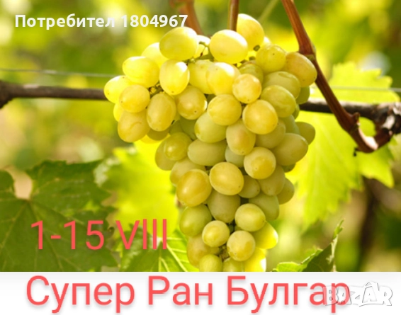 Лозов посадъчен материал , снимка 3 - Разсади - 52487852