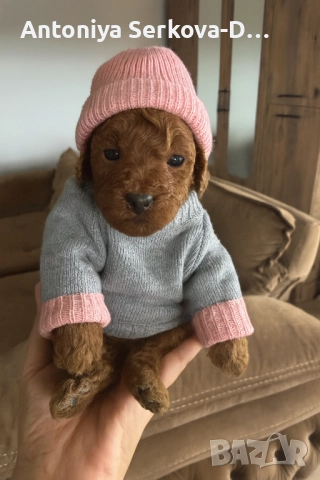 Poodle toy/Пудел той, снимка 9 - Пудели - 50806099