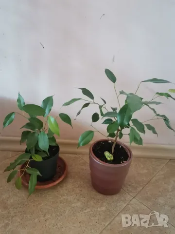 Фикус Бенджамин 20-25 см. , снимка 3 - Други стоки за дома - 49685481