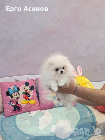 Мини померан на три месеца, снимка 7 - Померан - 53697310