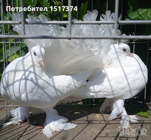 Двойка гълъби фенерлии , снимка 3 - Гълъби - 50530849