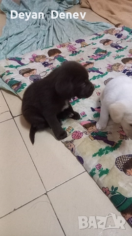 лабрадор реитривър , снимка 6 - Лабрадор ретривър - 52878460