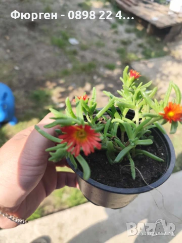  Делосперма лилава / Delosperma Cooperi table mountain / Налични 3 цвята, снимка 6 - Разсади - 49967255