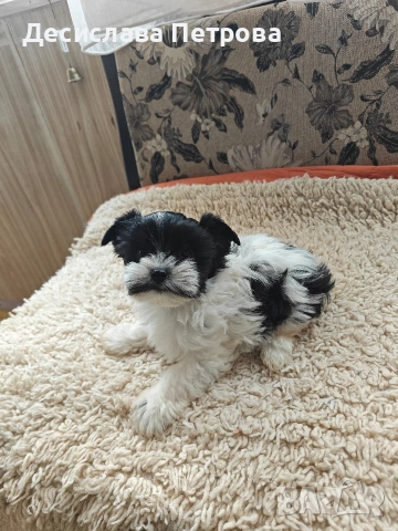 Продавам Бивър Йоркширски териер , снимка 3 - Йоркширски териер - 53845573