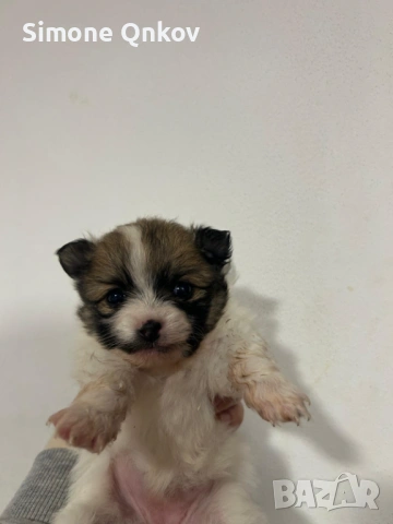 Мини шпиц Померан