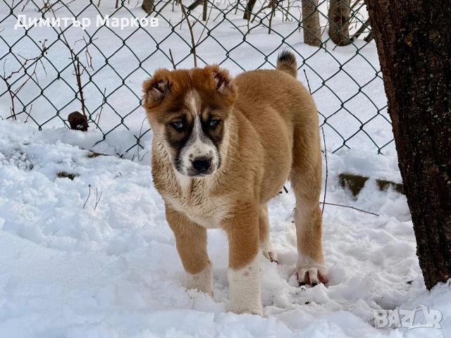Кученца АЛАБАЙ(САО), снимка 3 - Алабай - 53439801