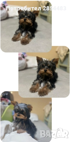 Йоркширски териер 