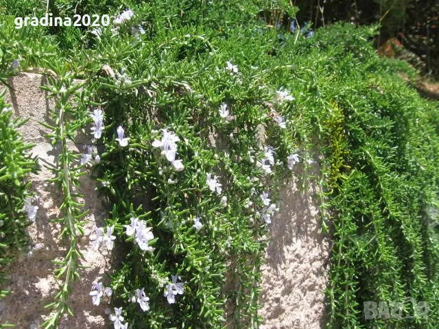 Розмарин Каскаден - Rosmarinus officinalis prostrata, снимка 7 - Разсади - 51360282