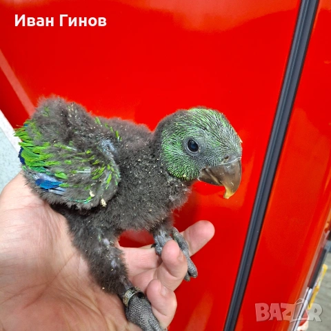 Папагали Еклектос , снимка 12 - Папагали - 51198945