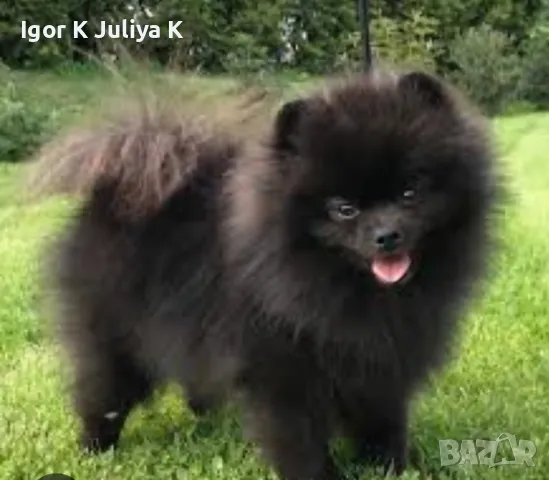 Померан,померанчета,пухкави мини шпицове, снимка 1