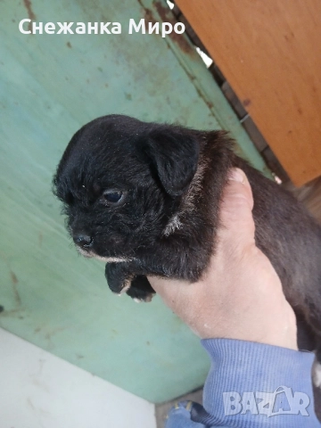 френски булдог, снимка 7 - Френски булдог - 52639016