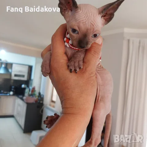 Котка порода сфинкс, снимка 3 - Сфинксове - 55954475