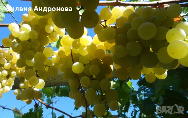 Продавам грозде " Плевенска наслада"