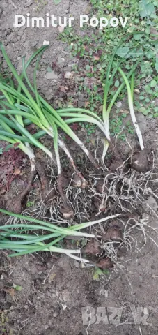 Есенен минзухар, снимка 6 - Сортови семена и луковици - 39909900