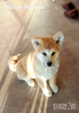 Малка  на 3 месеца Акита Ину всички ваксини и паспорт обезпаразитени вътрешно външно 