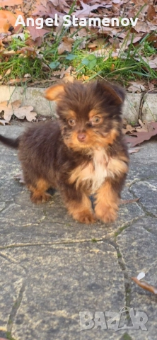 Йорки биро и шоко бивер супер мини размер момиченца!Доставка!, снимка 9 - Йоркширски териер - 52553248