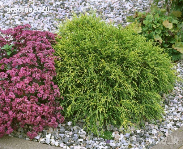 Лъжекипарис Нана – Chamaecyparis Filifera Nana, снимка 5 - Разсади - 52714377