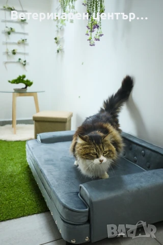 Хотел за котки Уговет , снимка 11 - Ветеринари и услуги - 49763338
