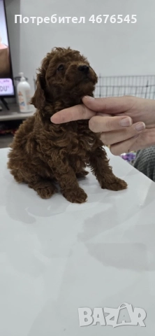 Мини пудел, снимка 3 - Пудели - 52876822