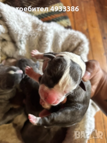 American Bully XL/Американско Були ХЛ